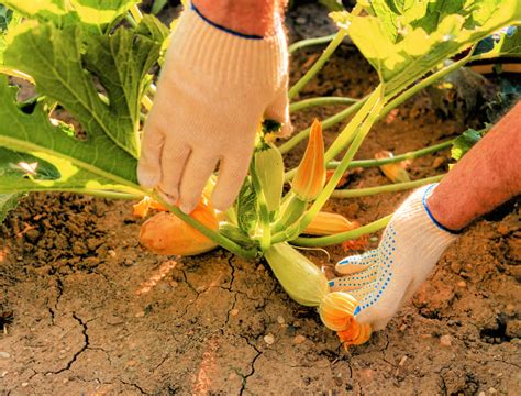 How To Harvest Zucchini - Backyard Boss