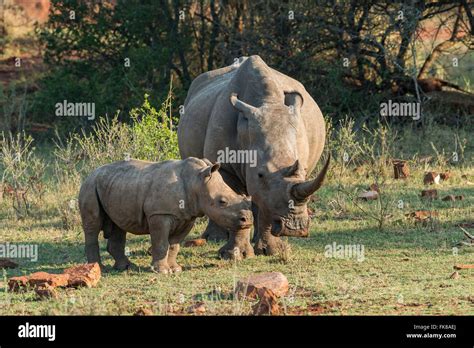 White rhinoceros young ceratotherium hi-res stock photography and ...