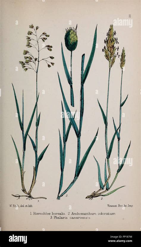 Various species grasses in hi-res stock photography and images - Alamy