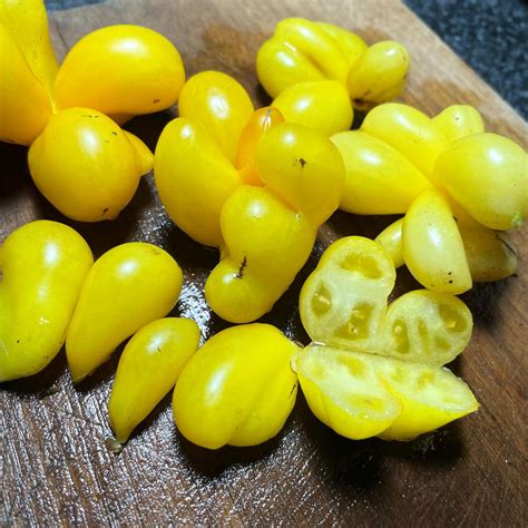 Phil's One - Tomato Seeds - Heirloom Tomato - 15+ Seeds – Oak Summit ...