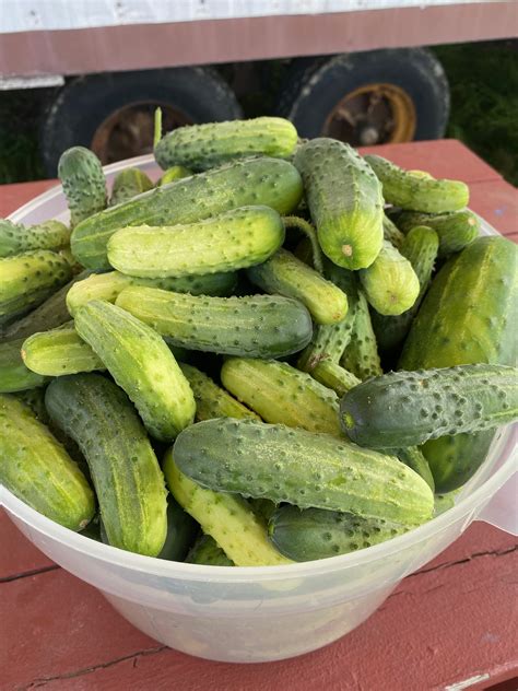 Pickling Cucumbers | Dalew Farms – Click Fork