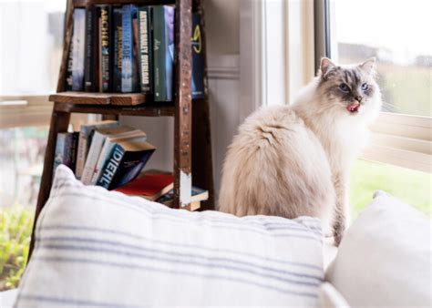 Top 10 Farm Stays Near Brisbane for Unique Escapes