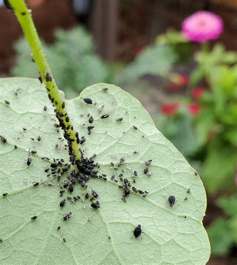 Organic Aphid Control: 9 Ways to Get Rid of Aphids | Organic aphid ...