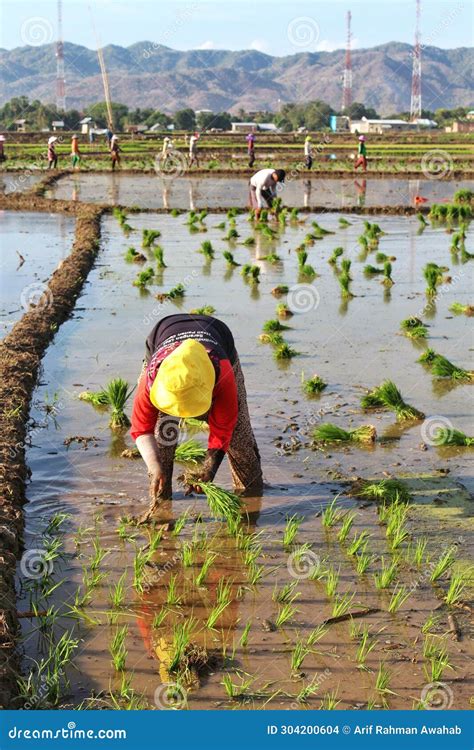 Indonesian Woman Working And Bending In The Mud During The Process Of ...
