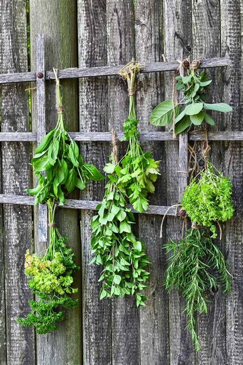 How to Preserve Fresh Herbs | Foodal