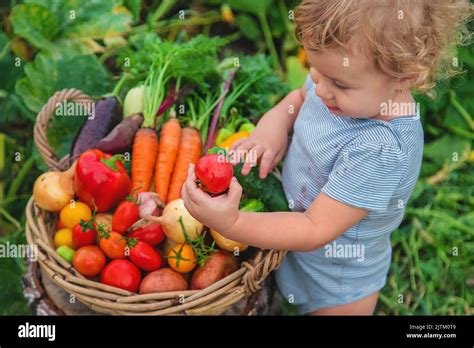 A child with a harvest of vegetables in the garden. Selective focus ...