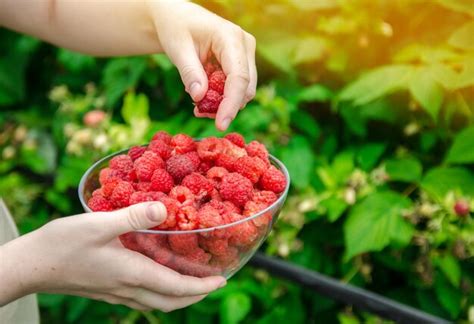 Premium Photo | Freshly picked raspberries in hand of farmer Summer ...