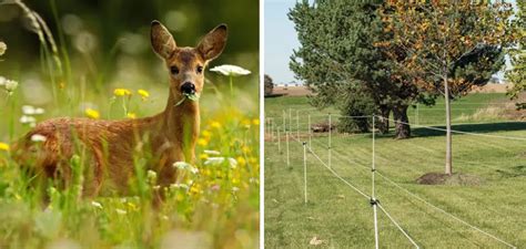 How to Keep Deer Out of Garden Fishing Line | 10 Easy Steps