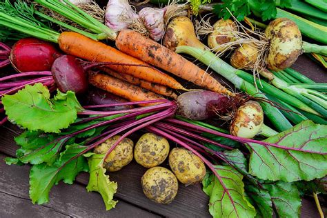 Fresh Garden Vegetables