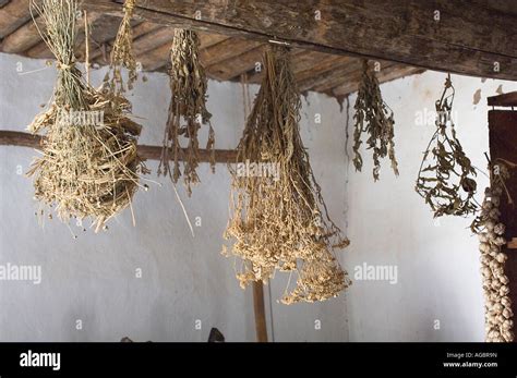 Kitchen dried herbs hanging hi-res stock photography and images - Alamy