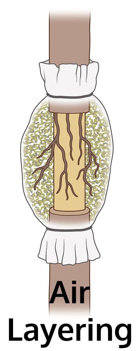 Plant Layering Information - What Plants Can Be Propagated By Layering ...