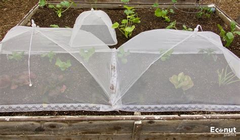 How to do Raised Bed Cover Protection for Ultimate Plant?