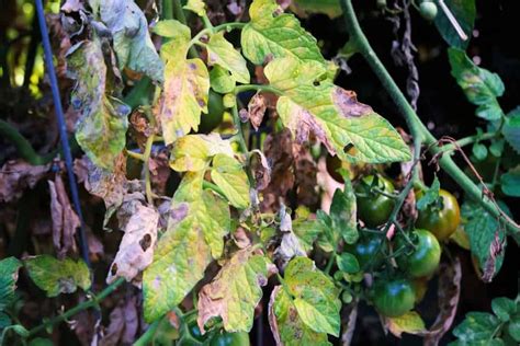 Why are my heirloom tomato plants wilting, and what’s the natural cure?