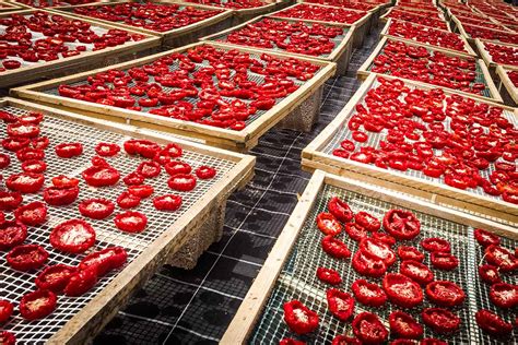 How to Dry Homegrown Tomatoes | Gardener’s Path