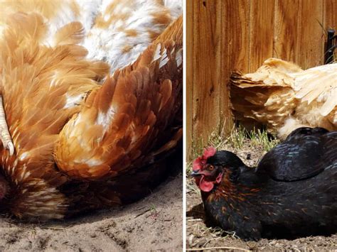 How to Make the Perfect Chicken Dust Bath