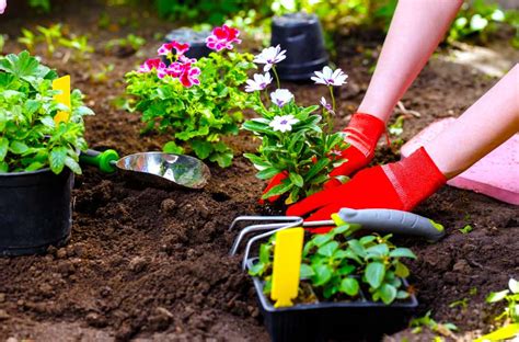 Flower Gardening For Beginners: A Guide To Growing Your Dream Garden