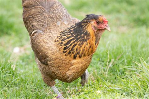 Encyclopedia of Chicken Breeds