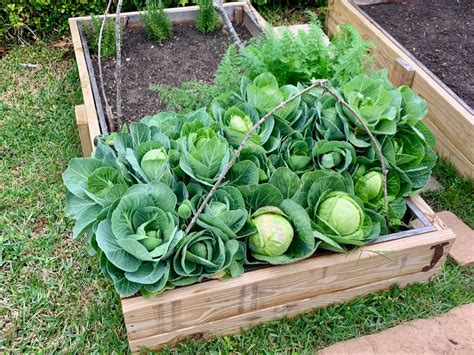 Organic Compost Garden Soil - Raised Bed Soil - Houston 77099