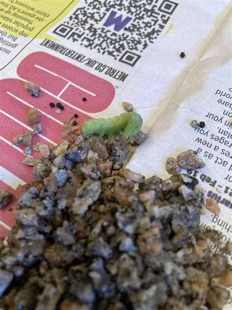 Wilting plant, emptied pot, discovered something. Need help! : r ...