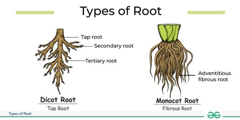 Morphology of Flowering Plants | GeeksforGeeks