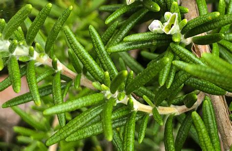 The Smell of Rosemary - KGPhotoWorkshops Blog