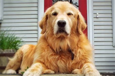 8 Types Of Golden Retrievers (With Pictures) – Golden Hearts