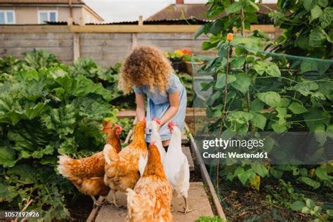 Kids Feeding Chickens Photos and Premium High Res Pictures - Getty Images