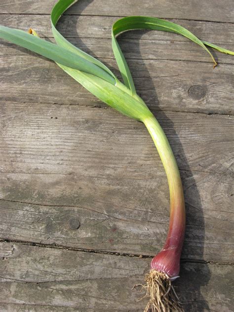 Accidental harvest - Parkrose Permaculture