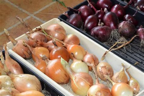 How To Store Onions: Proper Onion Storage - Naznin's Kitchen