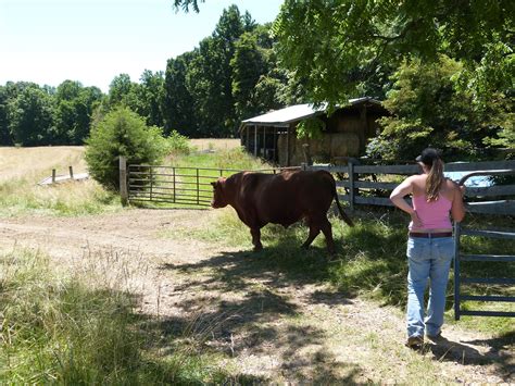 Mountain Glen Farm Journal: You're The Bull or Sex in the Pasture