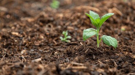 Premium Photo | Closeup of a mulch layer covering the soil around a ...