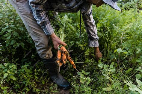 Premium Photo | Farmer harvesting fresh vegetables from the garden.