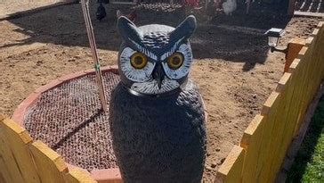 Predator-Proofing a Chicken Coop: Hardware Cloth, Owl Decoys &amp; More ...