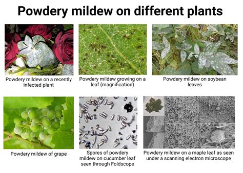 Powdery Mildew: Causes, Symptoms, Disease Cycle, Treatments
