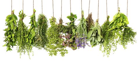 Top 10 Healthiest Herbs and their Benefits