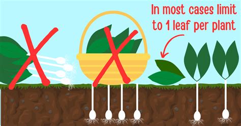 Foraging ramps: Best practices for responsible and sustainable harvest ...