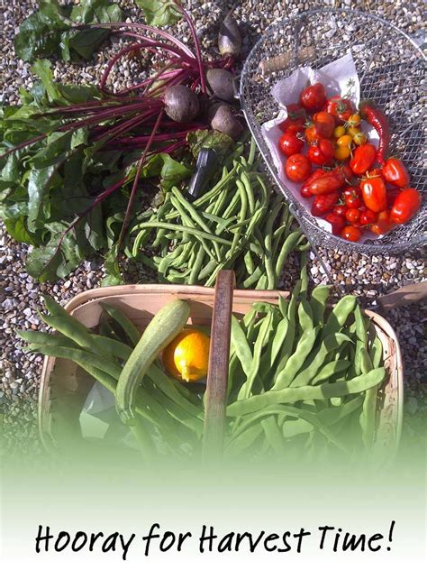 Stephanies Kitchen Garden Diary - August 2012 - Harrod Horticultural