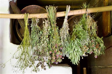How to Dry and Store Fresh Garden Herbs | Gardener’s Path
