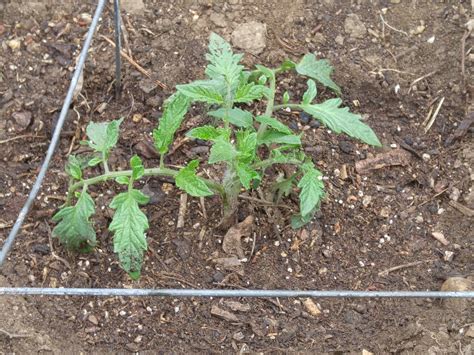 Tips for strong, healthy heirloom tomato seedlings indoors for spring planting?