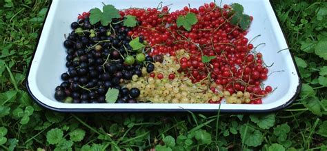 Easy ways to preserve summer harvest without special canning equipment?