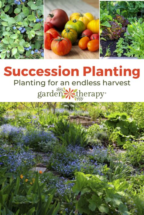 An Endless Harvest: The Art of Succession Planting - Garden Therapy