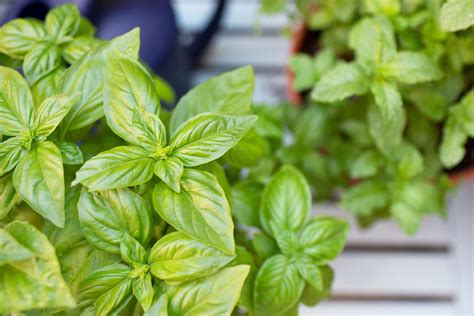 5 Herbs to Plant in Early Spring