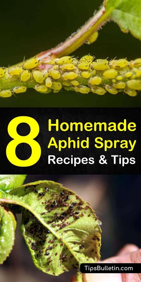 What natural spray deters aphids on homemade tomato plants?