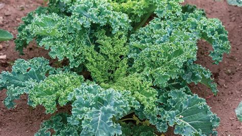 Everything You Need to Know About Growing Kale - YouTube