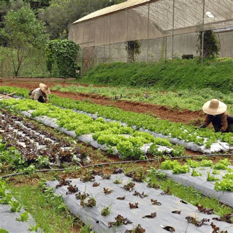 When to Pick Bell Peppers: A Guide to Harvesting at the Right Time