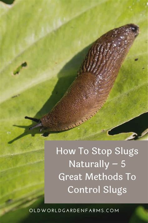 How To Get Rid Of Slugs - 3 Simple Ways To Stop Slugs And Protect Your ...