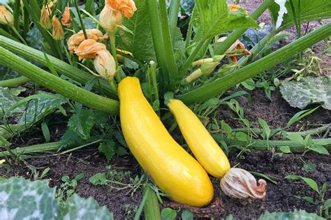 Guide to Growing Squash | The Family Handyman