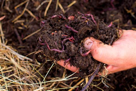 The Benefits of Vermicomposting and Why You Should Use It - Gardening ...