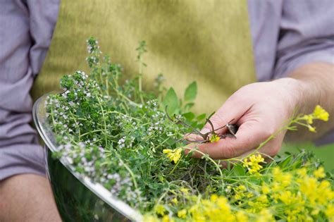 Preserving Fresh Herbs – P. Allen Smith