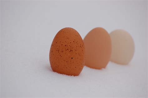 How to naturally boost winter egg production for backyard hens on a country homestead?